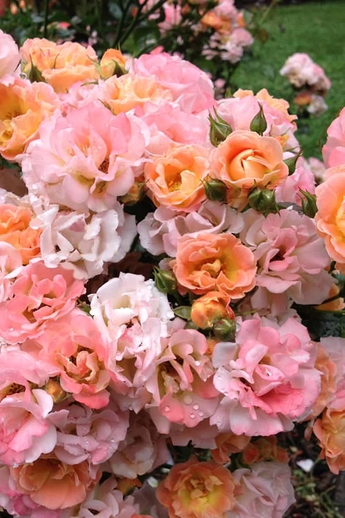 Peach Drift Groundcover Rose - 2 Gallon Pot 3 Peach Drift Groundcover Rose - 2 Gallon Pot
