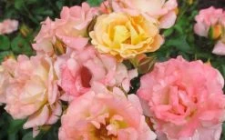 Peach Drift Groundcover Rose - 2 Gallon Pot 10 Peach Drift Groundcover Rose - 2 Gallon Pot -Outdoor Garden Store Rose Drift Peach