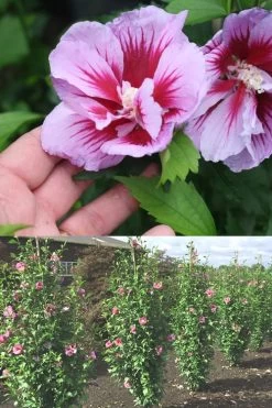 Purple Pillar Rose Of Sharon - 3 Gallon Pot -Outdoor Garden Store Rose Of Sharon Purple Pillar