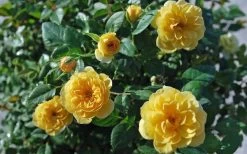 Sunrosa Yellow Dwarf Shrub Rose - 1 Gallon Pot -Outdoor Garden Store Rose Sunrosa Yellow 1