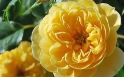 Sunrosa Yellow Dwarf Shrub Rose - 1 Gallon Pot -Outdoor Garden Store Rose Sunrosa Yellow 3