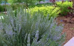 Arp Rosemary - 1 Gallon Pot 11 Arp Rosemary - 1 Gallon Pot -Outdoor Garden Store Rosemary Arp Blooming 2
