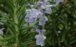 Arp Rosemary - 1 Gallon Pot 10 Arp Rosemary - 1 Gallon Pot -Outdoor Garden Store Rosemary Arp Closeup 2 3