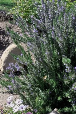 Barbeque Rosemary Plant - 6 Pack Of Pint Pots 11 Barbeque Rosemary Plant - 6 Pack Of Pint Pots -Outdoor Garden Store Rosemary Barbeque 11