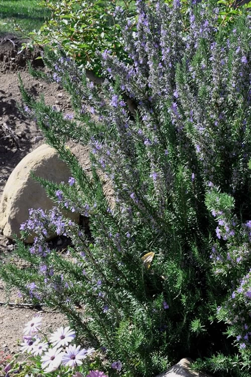 Barbeque Rosemary Plant - 6 Pack Of Pint Pots 6 Barbeque Rosemary Plant - 6 Pack Of Pint Pots - Image 4