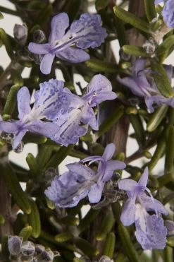 Barbeque Rosemary Plant - 6 Pack Of Pint Pots 12 Barbeque Rosemary Plant - 6 Pack Of Pint Pots -Outdoor Garden Store Rosemary Barbeque 13