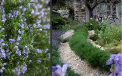 Chef's Choice Rosemary - 1 Gallon Pot 11 Chef's Choice Rosemary - 1 Gallon Pot -Outdoor Garden Store Rosemary Chefs Choice 2
