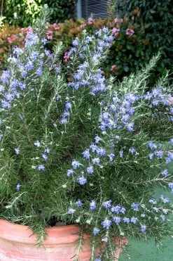 Chef's Choice Rosemary - 1 Gallon Pot
