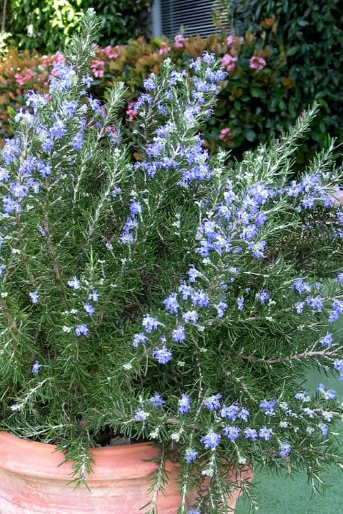 Chef's Choice Rosemary - 1 Gallon Pot 3 Chef's Choice Rosemary - 1 Gallon Pot