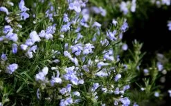 Chef's Choice Rosemary - 1 Gallon Pot 10 Chef's Choice Rosemary - 1 Gallon Pot -Outdoor Garden Store Rosemary Chefs Choice Flowers