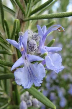 Prostrate Creeping Rosemary - 6 Pack Of Pint Pots 14 Prostrate Creeping Rosemary - 6 Pack Of Pint Pots -Outdoor Garden Store Rosemary Prostrate 17