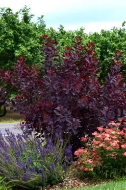 Royal Purple Smoke Tree (Smokebush) - 5 Gallon Pot -Outdoor Garden Store SMoke Tree Royal Purple 20