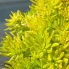 Lemon Ball Sedum - 3 Pack Of Quart Pots -Outdoor Garden Store Sedum mexicanum lemon ball 1