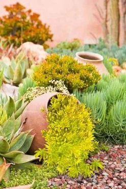 Lemon Ball Sedum - 3 Pack Of Quart Pots -Outdoor Garden Store Sedum mexicanum lemon ball 2
