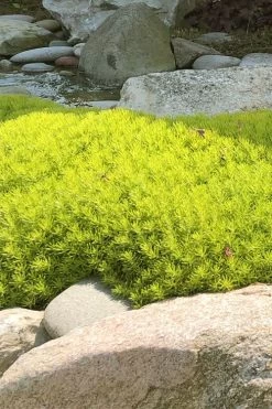 Lemon Ball Sedum - 3 Pack Of Quart Pots -Outdoor Garden Store Sedum mexicanum lemon ball 4