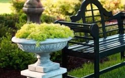 Lemon Ball Sedum - 3 Pack Of Quart Pots -Outdoor Garden Store Sedum mexicanum lemon ball 6