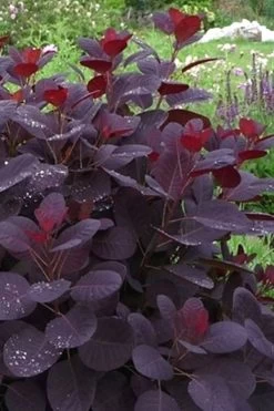 Royal Purple Smoke Tree (Smokebush) - 5 Gallon Pot -Outdoor Garden Store Smoke Tree Royal Purple 11