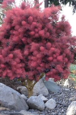 Royal Purple Smoke Tree (Smokebush) - 5 Gallon Pot -Outdoor Garden Store Smoke Tree Royal Purple 12