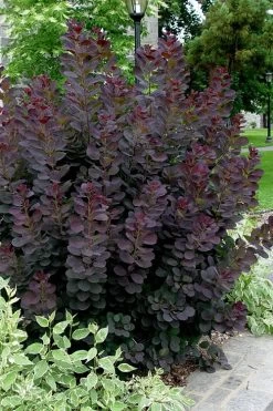 Royal Purple Smoke Tree (Smokebush) - 5 Gallon Pot -Outdoor Garden Store Smoke Tree Royal Purple 25