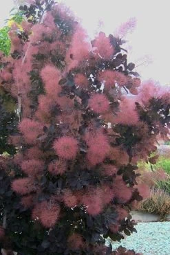 Royal Purple Smoke Tree (Smokebush) - 5 Gallon Pot -Outdoor Garden Store Smoke Tree Royal Purple 28