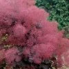 Royal Purple Smoke Tree (Smokebush) - 5 Gallon Pot 1 Royal Purple Smoke Tree (Smokebush) - 5 Gallon Pot -Outdoor Garden Store Smoke Tree Royal Purple 29