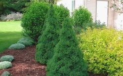 Dwarf Alberta Spruce - 3 Gallon Pot 14 Dwarf Alberta Spruce - 3 Gallon Pot -Outdoor Garden Store Spruce Dwarf Alberta 2