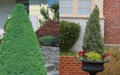 Dwarf Alberta Spruce - 3 Gallon Pot 13 Dwarf Alberta Spruce - 3 Gallon Pot -Outdoor Garden Store Spruce Dwarf Alberta 3