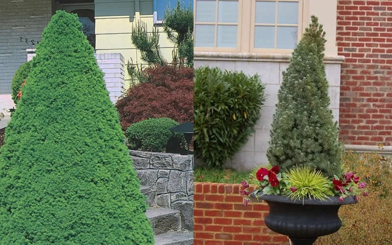 Dwarf Alberta Spruce - 3 Gallon Pot 7 Dwarf Alberta Spruce - 3 Gallon Pot - Image 5