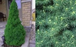 Dwarf Alberta Spruce - 5 Gallon Pot 12 Dwarf Alberta Spruce - 5 Gallon Pot -Outdoor Garden Store Spruce Dwarf Alberta 4 1