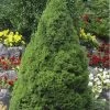Dwarf Alberta Spruce - 3 Gallon Pot 2 Dwarf Alberta Spruce - 3 Gallon Pot -Outdoor Garden Store Spruce Dwarf Alberta Picea 500x750 1