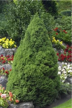 Dwarf Alberta Spruce - 3 Gallon Pot