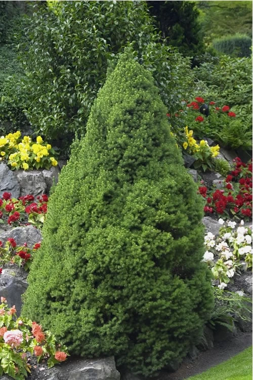 Dwarf Alberta Spruce - 3 Gallon Pot 3 Dwarf Alberta Spruce - 3 Gallon Pot