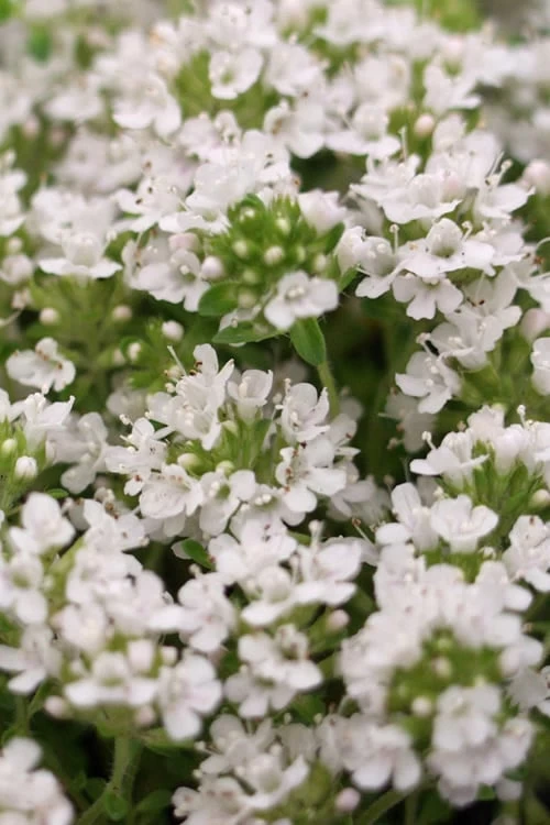 White Creeping Thyme (Thymus Praecox 'Albiflorus') 10 Pack Of Pint Pots 6 White Creeping Thyme (Thymus Praecox 'Albiflorus') 10 Pack Of Pint Pots - Image 4