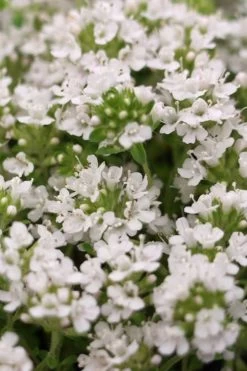 White Creeping Thyme (Thymus Praecox 'Albiflorus') - 6 Pack Of Pint Pots -Outdoor Garden Store Thyme Creeping White 3 2