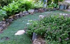 Elfin Creeping Thyme - Thymus Serpyllum Elfin - 18 Pack Of 3.5" Pint Pots 12 Elfin Creeping Thyme - Thymus Serpyllum Elfin - 18 Pack Of 3.5" Pint Pots -Outdoor Garden Store Thyme Elfin 10 2