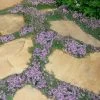 Elfin Creeping Thyme - Thymus Serpyllum Elfin - 3 Pack Of Pint Pots 2 Elfin Creeping Thyme - Thymus Serpyllum Elfin - 3 Pack Of Pint Pots -Outdoor Garden Store Thyme Elfin 15