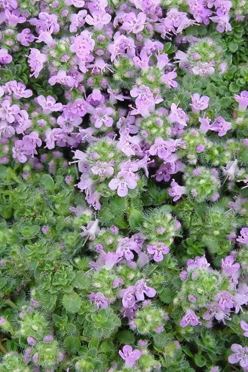 Elfin Creeping Thyme - Thymus Serpyllum Elfin - 6 Pack Of 3.5" Pint Pots 8 Elfin Creeping Thyme - Thymus Serpyllum Elfin - 6 Pack Of 3.5" Pint Pots - Image 6