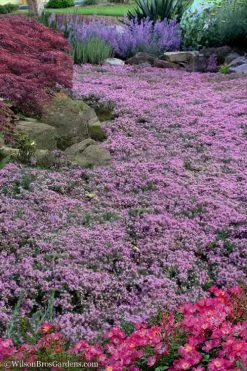 Pink Chintz Thyme - Thymus Serpyllum - 10 Pack Of Quart Pots 12 Pink Chintz Thyme - Thymus Serpyllum - 10 Pack Of Quart Pots -Outdoor Garden Store Thyme Pink Chintz 10 2