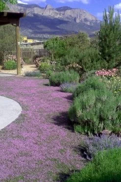 Creeping Mother Of Thyme (Thymus Serpyllum) - 5 Pack Of Quart Pots