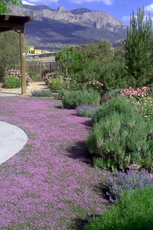 Pink Chintz Thyme - Thymus Serpyllum - 10 Pack Of Quart Pots 3 Pink Chintz Thyme - Thymus Serpyllum - 10 Pack Of Quart Pots
