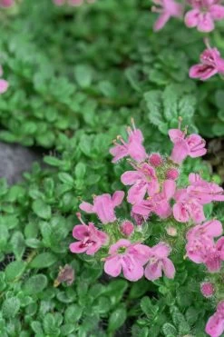 Creeping Mother Of Thyme (Thymus Serpyllum) - 5 Pack Of Quart Pots 14 Creeping Mother Of Thyme (Thymus Serpyllum) - 5 Pack Of Quart Pots -Outdoor Garden Store Thyme Pink Chintz 5 1