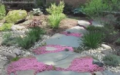 Creeping Mother Of Thyme (Thymus Serpyllum) - 5 Pack Of Quart Pots 13 Creeping Mother Of Thyme (Thymus Serpyllum) - 5 Pack Of Quart Pots -Outdoor Garden Store Thyme Pink Chintz 8 1