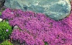 Red Creeping Thyme (Thymus Praecox 'Coccineus') - 5 Pack Of Quart Pots 12 Red Creeping Thyme (Thymus Praecox 'Coccineus') - 5 Pack Of Quart Pots -Outdoor Garden Store Thyme Red Creeping 10
