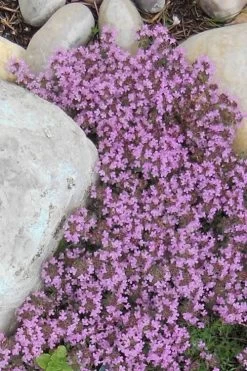 Creeping Mother Of Thyme (Thymus Serpyllum) - 5 Pack Of Quart Pots 15 Creeping Mother Of Thyme (Thymus Serpyllum) - 5 Pack Of Quart Pots -Outdoor Garden Store Thyme Red Creeping 12 1