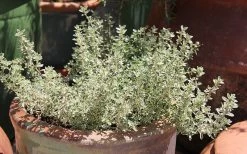 Silver Lemon Thyme - Thymus - 3 Pack Of Quart Pots 10 Silver Lemon Thyme - Thymus - 3 Pack Of Quart Pots -Outdoor Garden Store Thyme Silver Lemon 5