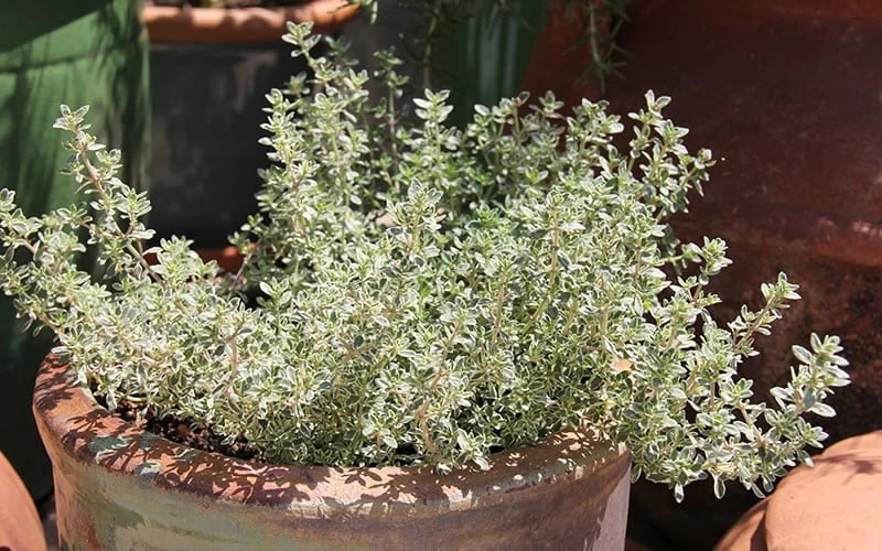 Silver Lemon Thyme - Thymus - 3 Pack Of Quart Pots 6 Silver Lemon Thyme - Thymus - 3 Pack Of Quart Pots - Image 4