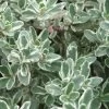 Silver Lemon Thyme - Thymus - 3 Pack Of Quart Pots 2 Silver Lemon Thyme - Thymus - 3 Pack Of Quart Pots -Outdoor Garden Store Thyme Silver Lemon 500x750 1