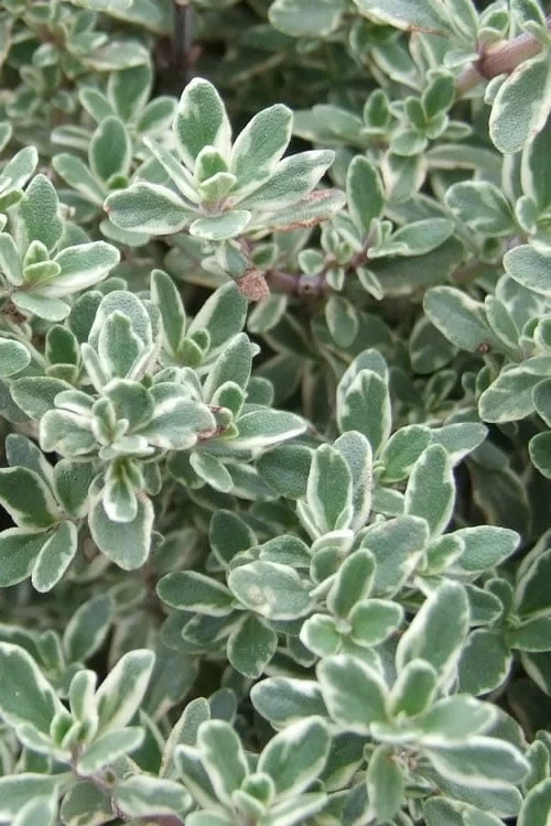 Silver Lemon Thyme - Thymus - 3 Pack Of Quart Pots 3 Silver Lemon Thyme - Thymus - 3 Pack Of Quart Pots