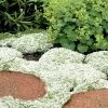 White Creeping Thyme (Thymus Praecox 'Albiflorus') - 6 Pack Of Pint Pots 1 White Creeping Thyme (Thymus Praecox 'Albiflorus') - 6 Pack Of Pint Pots -Outdoor Garden Store Thyme White Creeping 10 2