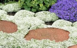 White Creeping Thyme (Thymus Praecox 'Albiflorus') - 6 Pack Of Pint Pots -Outdoor Garden Store Thyme White Creeping 5 2